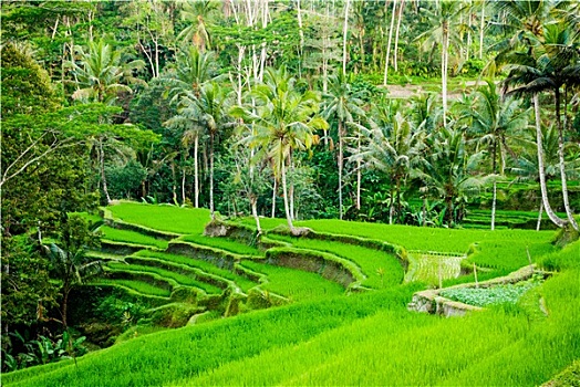 soi cau thong ke